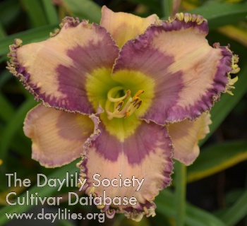 Daylily Queen of Shadows
